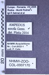 Etiketten zu Ampedus scrofa (Germar, 1844) (NHMW-ZOO-COL-0007170)